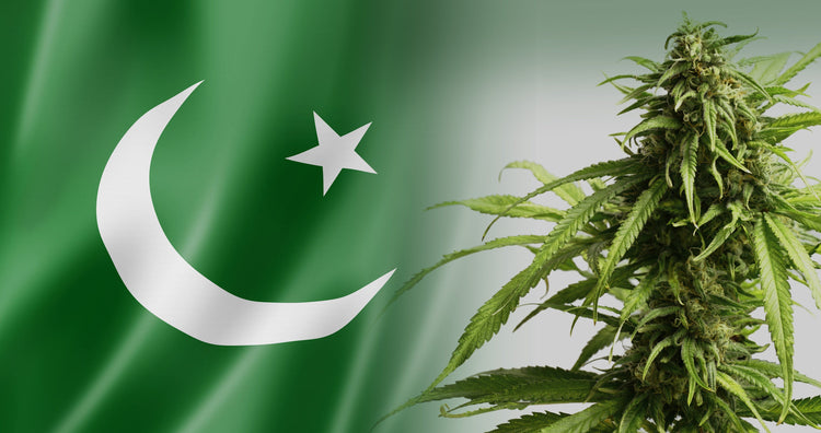 Pakistan approves industrial use of cannabis and hemp